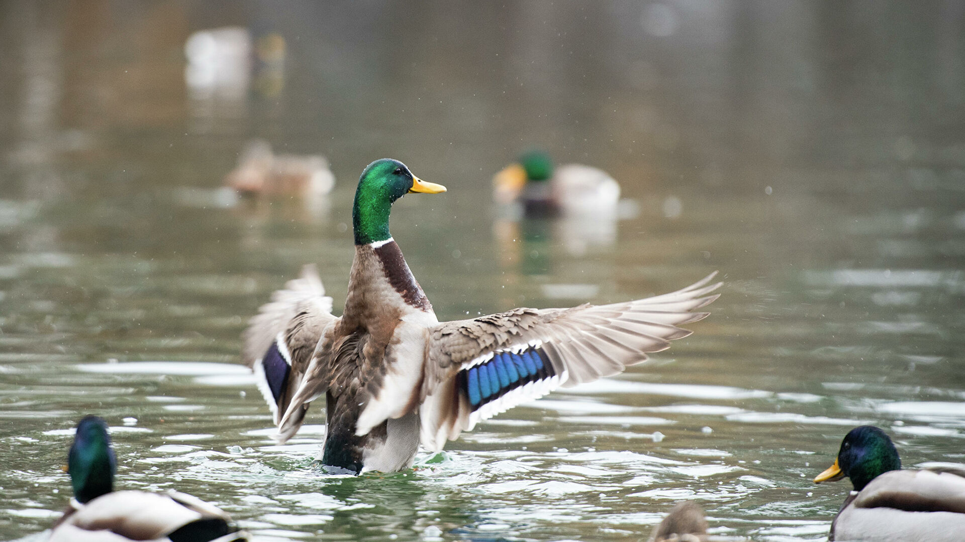 Котореновация и duck-friendly-пруды: как помогают городским животным - ГУП  Мосводосток